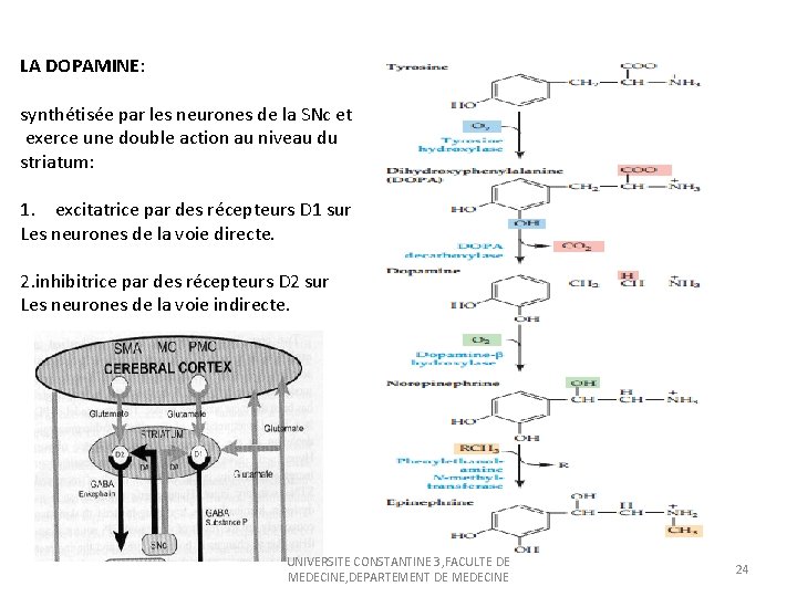LA DOPAMINE: synthétisée par les neurones de la SNc et exerce une double action