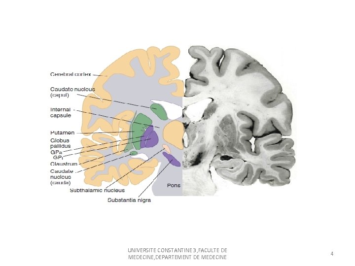 UNIVERSITE CONSTANTINE 3, FACULTE DE MEDECINE, DEPARTEMENT DE MEDECINE 4 