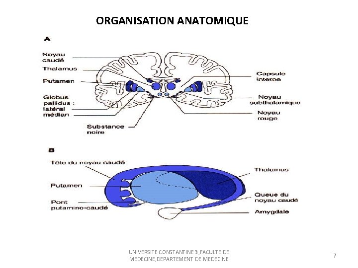ORGANISATION ANATOMIQUE UNIVERSITE CONSTANTINE 3, FACULTE DE MEDECINE, DEPARTEMENT DE MEDECINE 7 