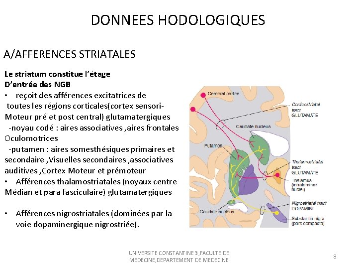 DONNEES HODOLOGIQUES A/AFFERENCES STRIATALES Le striatum constitue l’étage D’entrée des NGB • reçoit des