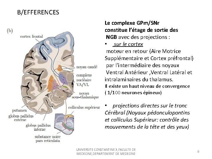 B/EFFERENCES Le complexe GPm/SNr constitue l’étage de sortie des NGB avec des projections :