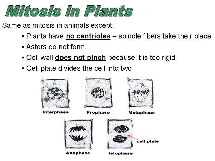 Mitosis Asexual Reproduction Cell Cycle Period of time