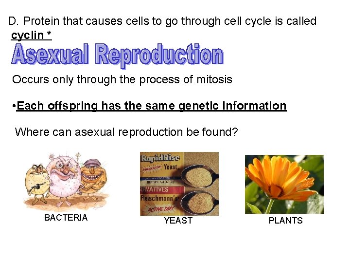 Mitosis Asexual Reproduction Cell Cycle Period of time