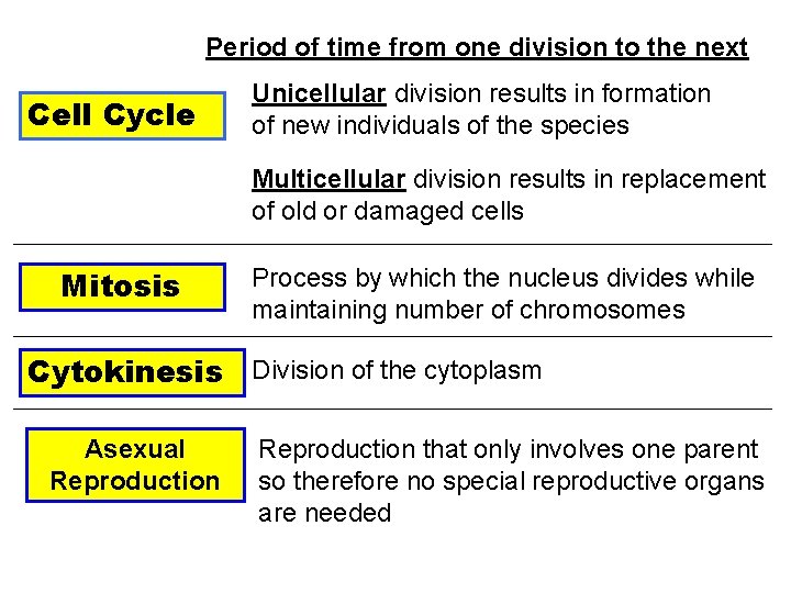 Mitosis Asexual Reproduction Cell Cycle Period of time