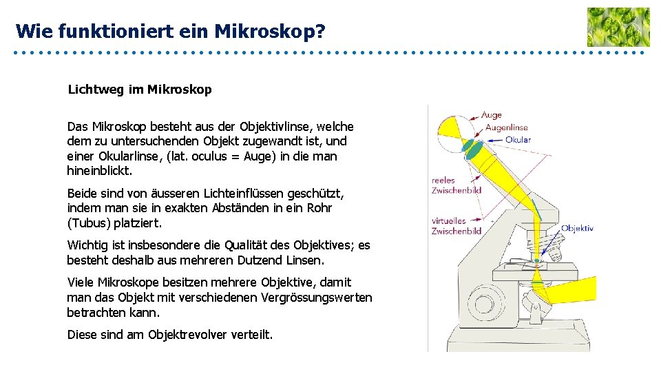 Wie funktioniert ein Mikroskop? Lichtweg im Mikroskop Das Mikroskop besteht aus der Objektivlinse, welche