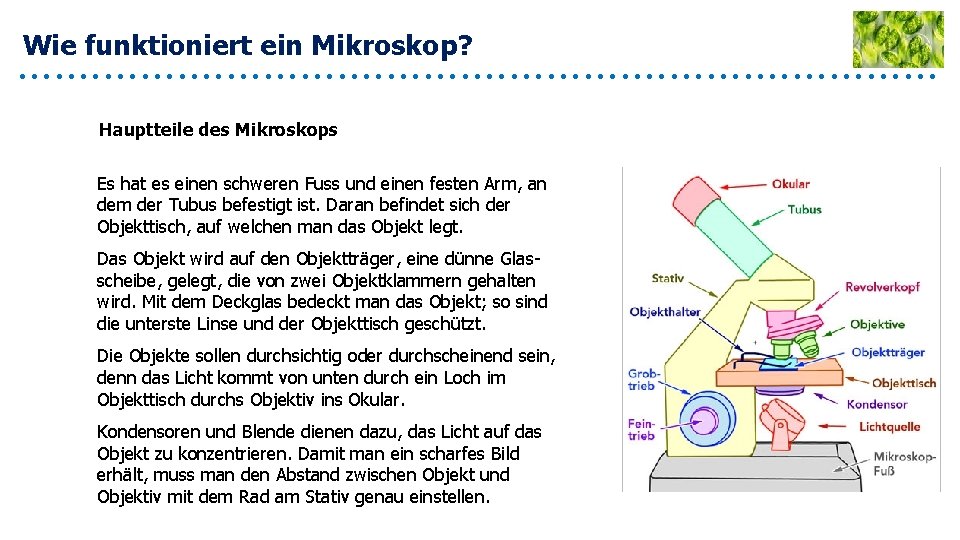 Wie funktioniert ein Mikroskop? Hauptteile des Mikroskops Es hat es einen schweren Fuss und