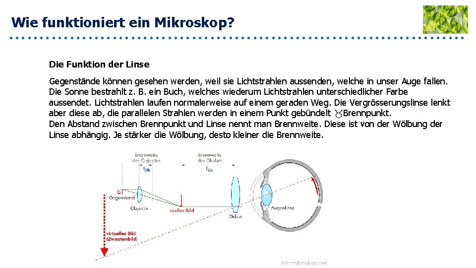 Wie funktioniert ein Mikroskop? Die Funktion der Linse Gegenstände können gesehen werden, weil sie