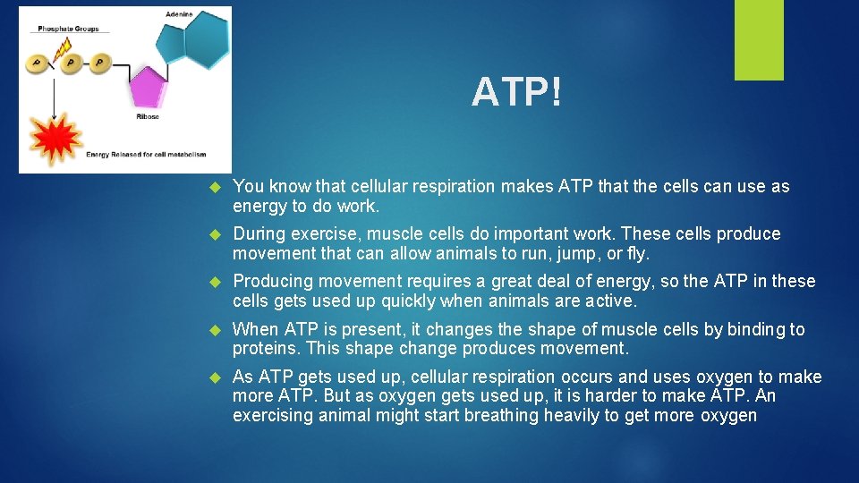 ATP! You know that cellular respiration makes ATP that the cells can use as
