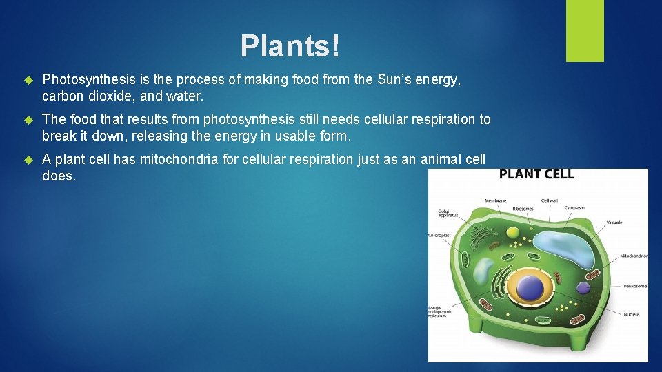 Plants! Photosynthesis is the process of making food from the Sun’s energy, carbon dioxide,