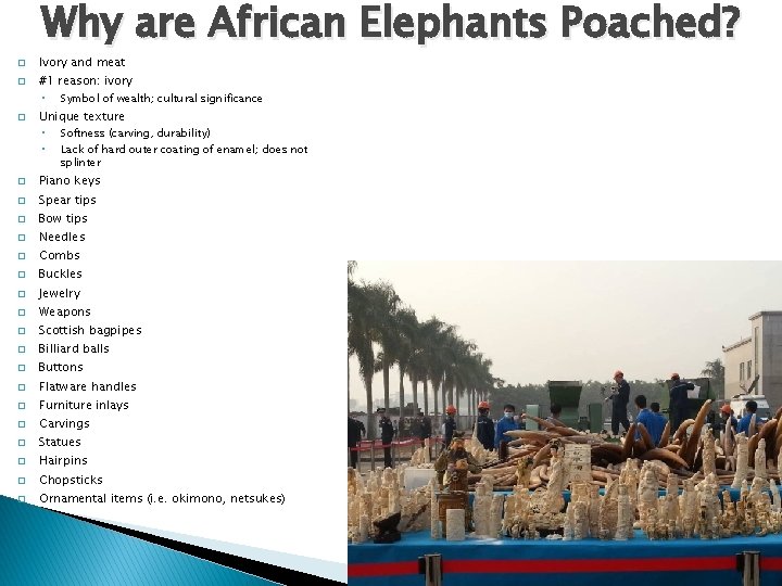 Why are African Elephants Poached? � � � Ivory and meat #1 reason: ivory Why are African Elephants Poached? � � � Ivory and meat #1 reason: ivory
