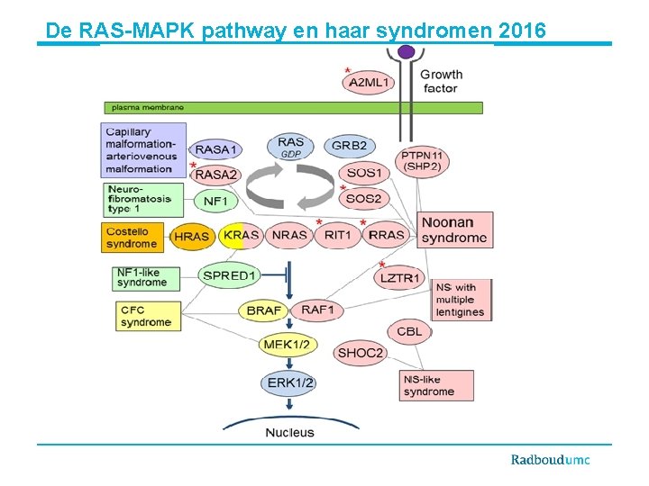 De RAS-MAPK pathway en haar syndromen 2016 