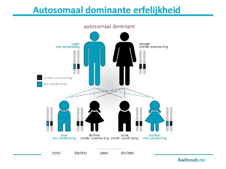 Autosomaal dominante erfelijkheid 