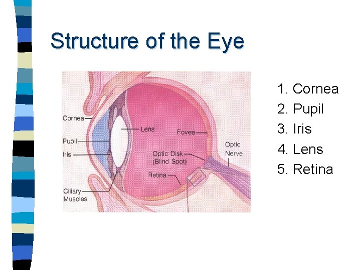 Structure of the Eye 1. Cornea 2. Pupil 3. Iris 4. Lens 5. Retina