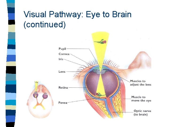 Visual Pathway: Eye to Brain (continued) 