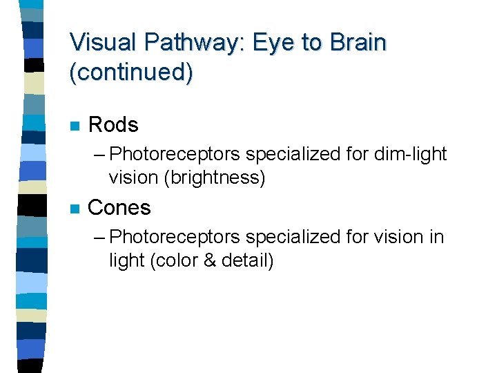 Visual Pathway: Eye to Brain (continued) n Rods – Photoreceptors specialized for dim-light vision