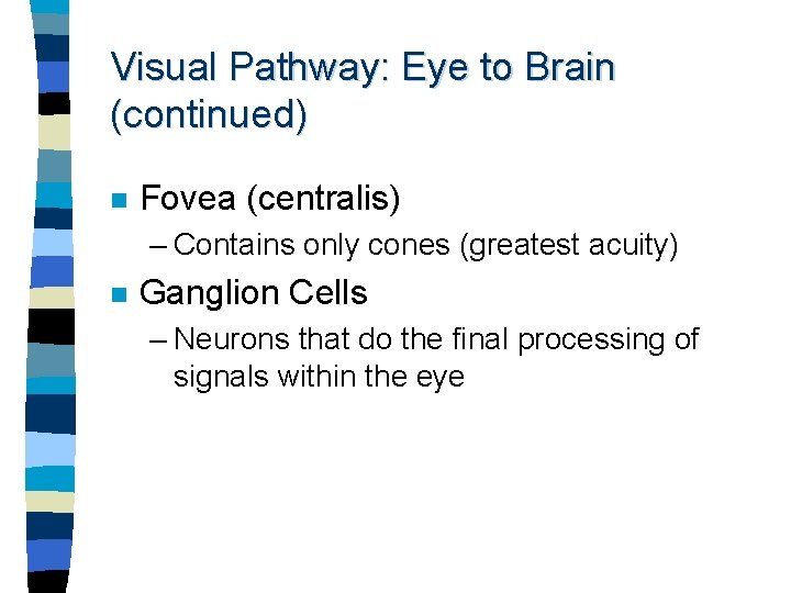 Visual Pathway: Eye to Brain (continued) n Fovea (centralis) – Contains only cones (greatest