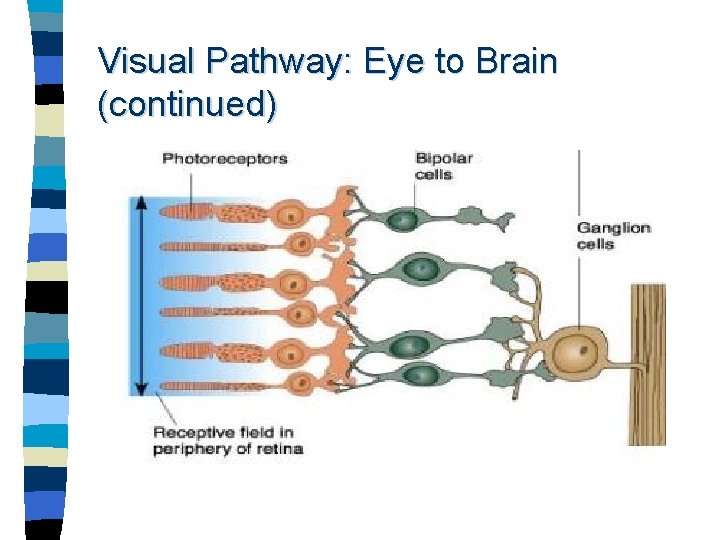 Visual Pathway: Eye to Brain (continued) 