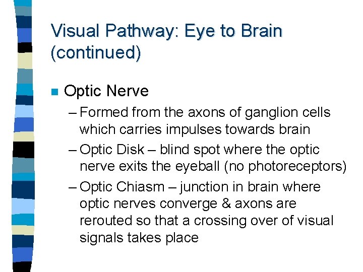 Visual Pathway: Eye to Brain (continued) n Optic Nerve – Formed from the axons