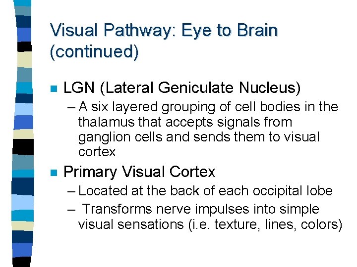Visual Pathway: Eye to Brain (continued) n LGN (Lateral Geniculate Nucleus) – A six