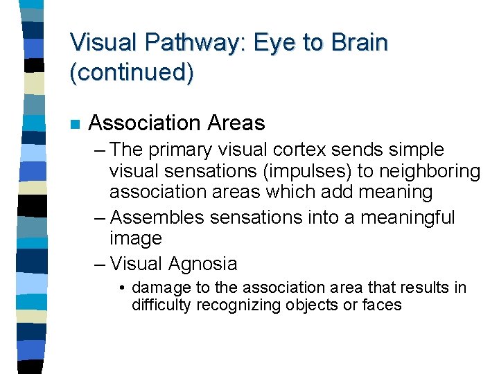 Visual Pathway: Eye to Brain (continued) n Association Areas – The primary visual cortex