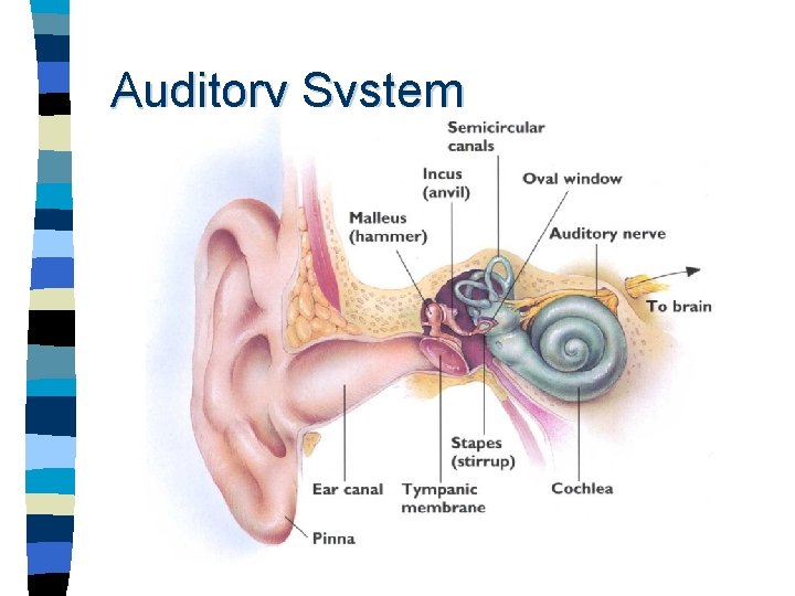 Auditory System 