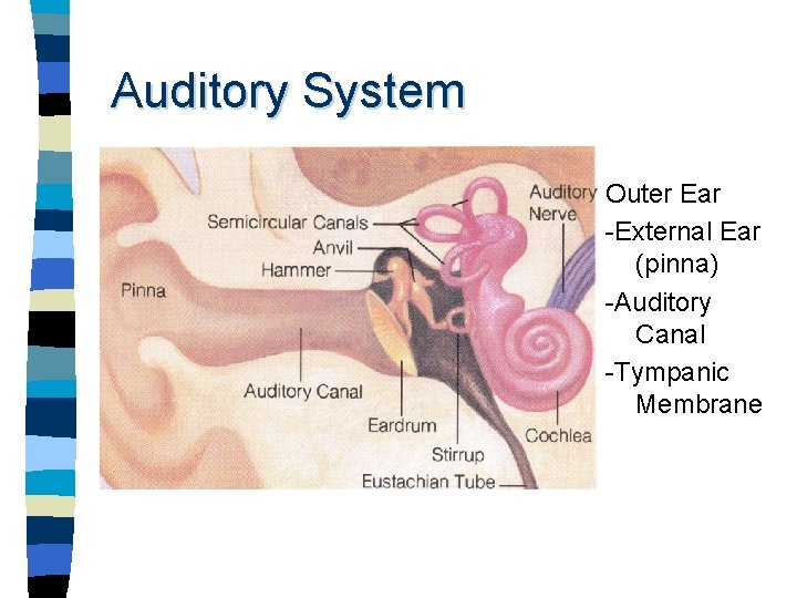 Auditory System Outer Ear -External Ear (pinna) -Auditory Canal -Tympanic Membrane 