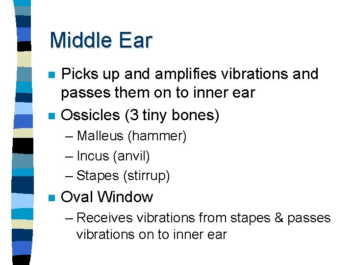 Middle Ear n n Picks up and amplifies vibrations and passes them on to