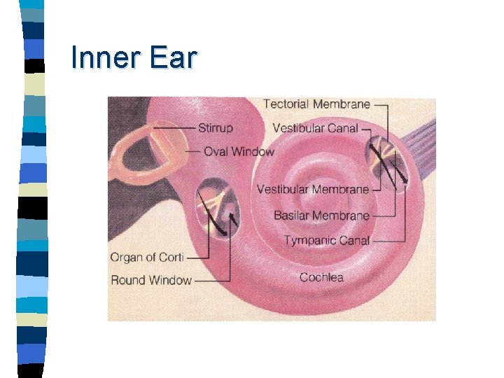Inner Ear 