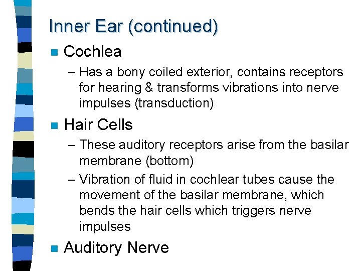 Inner Ear (continued) n Cochlea – Has a bony coiled exterior, contains receptors for