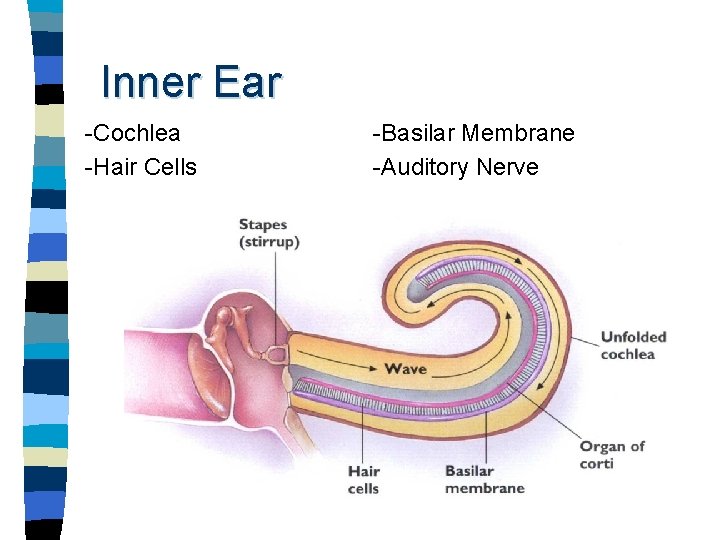 Inner Ear -Cochlea -Hair Cells -Basilar Membrane -Auditory Nerve 