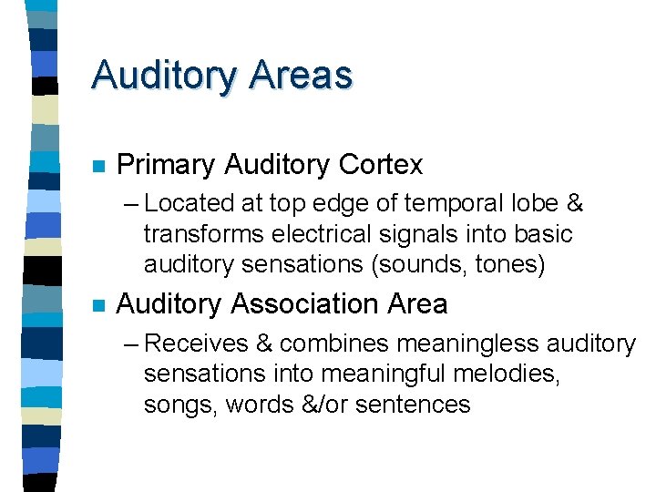 Auditory Areas n Primary Auditory Cortex – Located at top edge of temporal lobe