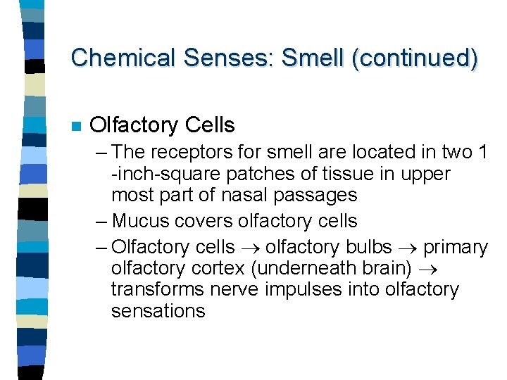 Chemical Senses: Smell (continued) n Olfactory Cells – The receptors for smell are located