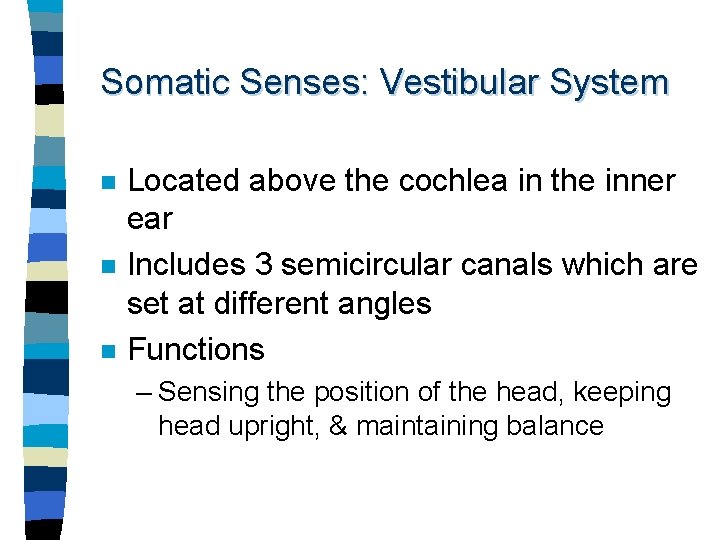 Somatic Senses: Vestibular System n n n Located above the cochlea in the inner
