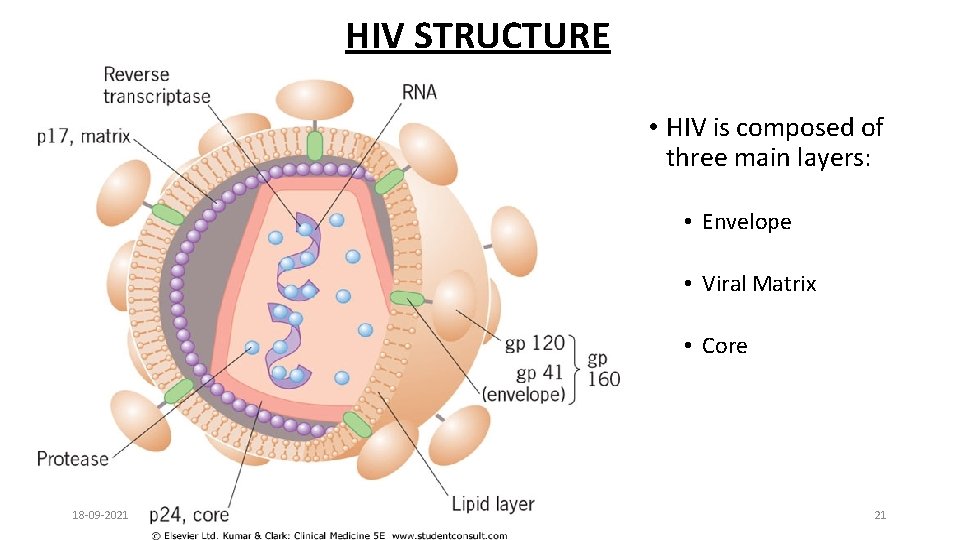 HIV STRUCTURE • HIV is composed of three main layers: • Envelope • Viral