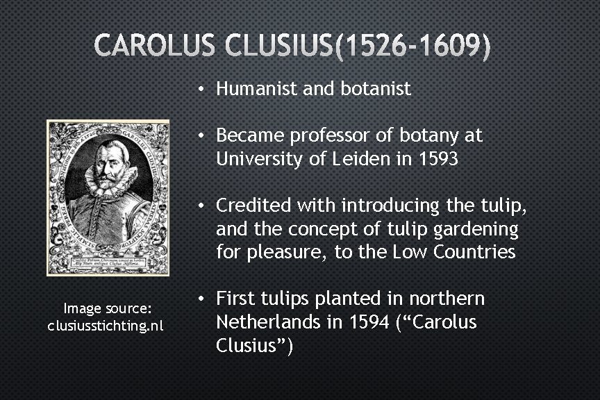 CAROLUS CLUSIUS(1526 -1609) • Humanist and botanist • Became professor of botany at University