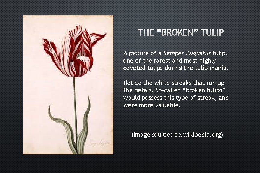 THE “BROKEN” TULIP A picture of a Semper Augustus tulip, one of the rarest