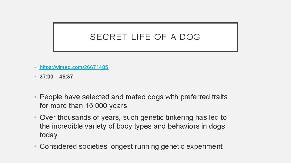 SECRET LIFE OF A DOG • https: //vimeo. com/26671405 • 37: 00 – 46: