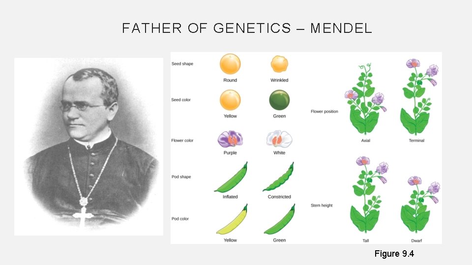 FATHER OF GENETICS – MENDEL Figure 9. 4 