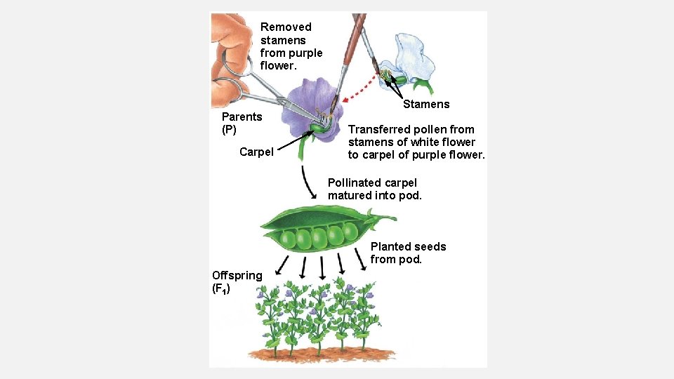 Removed stamens from purple flower. Parents (P) Carpel Stamens Transferred pollen from stamens of