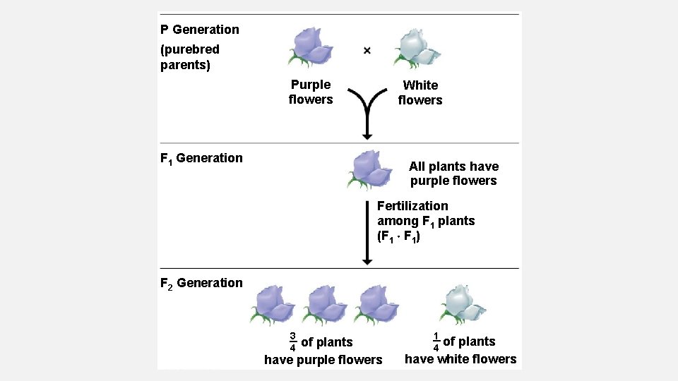 P Generation (purebred parents) Purple flowers White flowers F 1 Generation All plants have