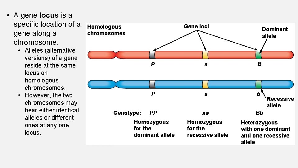  • A gene locus is a specific location of a gene along a