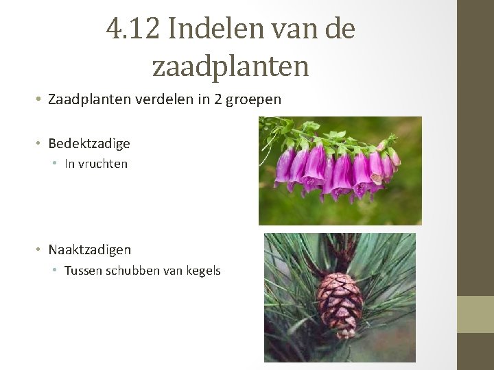4. 12 Indelen van de zaadplanten • Zaadplanten verdelen in 2 groepen • Bedektzadige