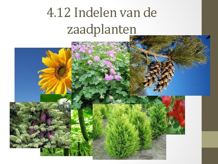 4. 12 Indelen van de zaadplanten 