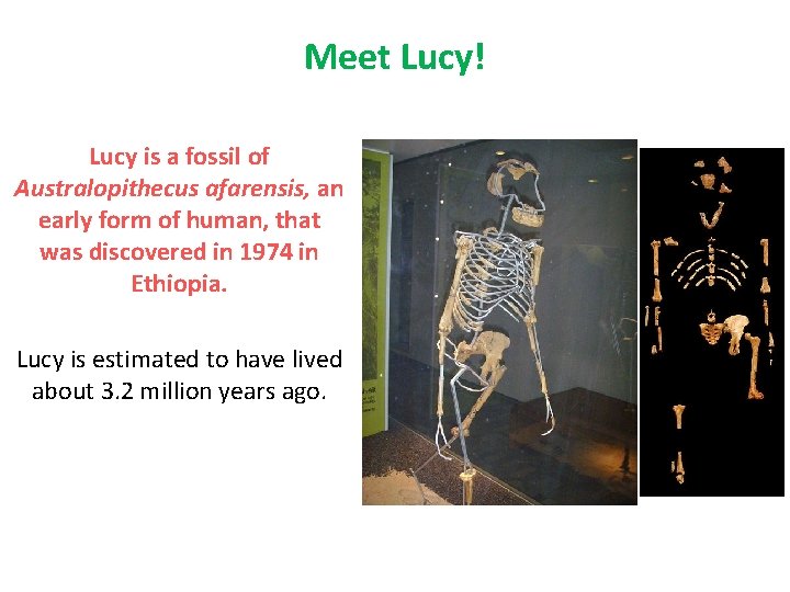 Meet Lucy! Lucy is a fossil of Australopithecus afarensis, an early form of human,