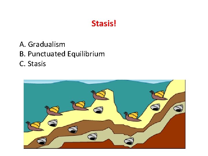 Stasis! A. Gradualism B. Punctuated Equilibrium C. Stasis 