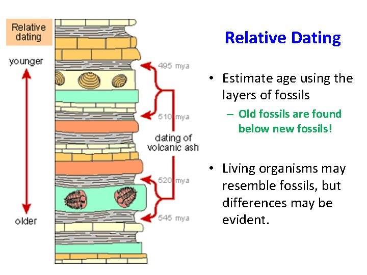Relative Dating • Estimate age using the layers of fossils – Old fossils are