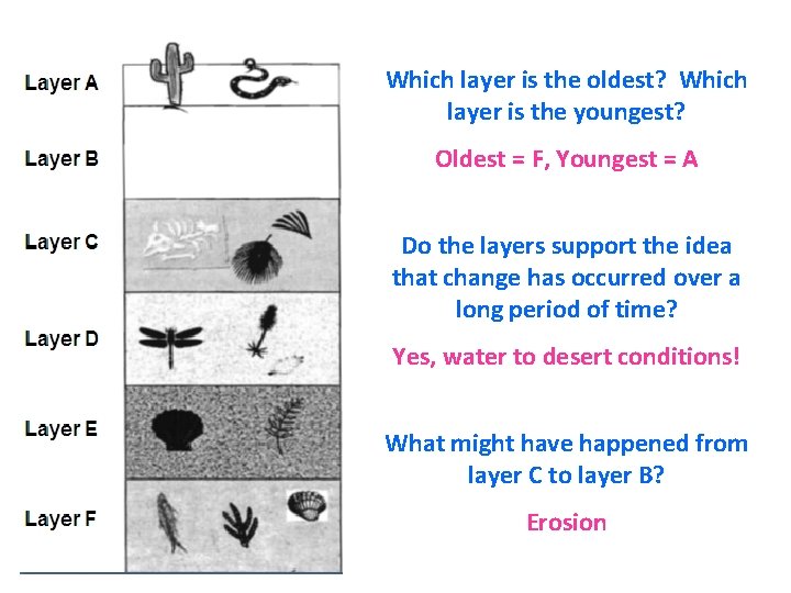 Which layer is the oldest? Which layer is the youngest? Oldest = F, Youngest