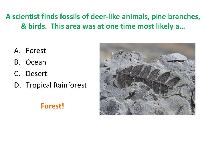A scientist finds fossils of deer-like animals, pine branches, & birds. This area was