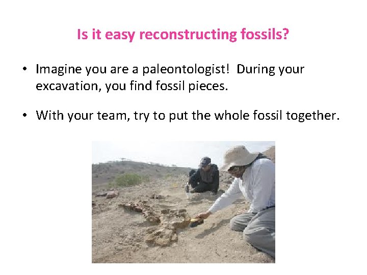 Is it easy reconstructing fossils? • Imagine you are a paleontologist! During your excavation,