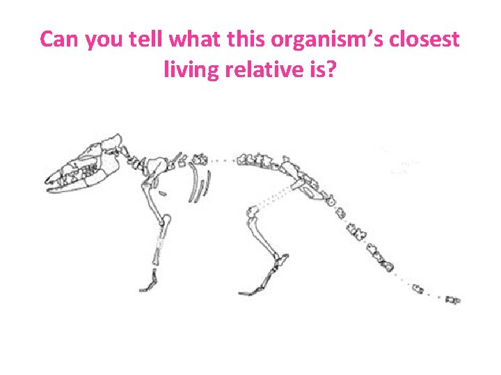 Can you tell what this organism’s closest living relative is? 